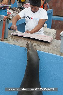 GALAPAGOS: Galapagos Sea Lion, Fish Market, Puerto Ayora, Galapagos islands, Ecuador