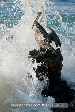 BROWN PELICANS: Brown Pelican (Pelecanus occidentalis) Hit by wave, San Cristobal Is.  Galapagos