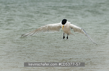 BIRD, TERN: Greater Crested Tern (Thalasseus bergii), Rottnest island, Perth area, Western Australia