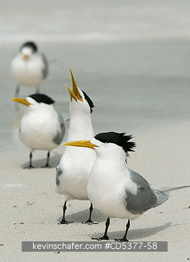 BIRD, TERNS: Greater Crested Tern (Thalasseus bergii), Rottnest island, Perth area, Western Australia