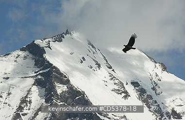 CONDOR, ANDEAN: Andean Condor (Vultur gryphus) Soaring over mountains, Torres del Paine National Park, Chile