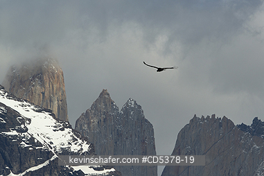 CONDOR, ANDEAN: Andean Condor (Vultur gryphus) Soaring over mountains, Torres del Paine National Park, Chile