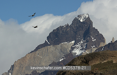 CONDORS, ANDEAN: Andean Condors (Vultur gryphus) Soaring over Los Cuernos, Torres del Paine National Park, Chile