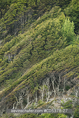 CHILE, SCENIC: Wind-carved beech trees, Karukinka Reserve, Tierra del Fuego, Chile