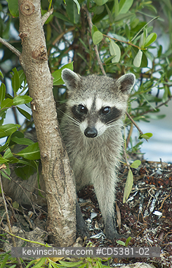 RACCOON, PYGMY: Pygmy Raccoon (Procyon pygmaeus) Endemic to Cozumel Island, Mexico : Critically endangered