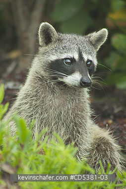 RACCOON, PYGMY: Pygmy Raccoon (Procyon pygmaeus) Endemic to Cozumel Island, Mexico : Critically endangered