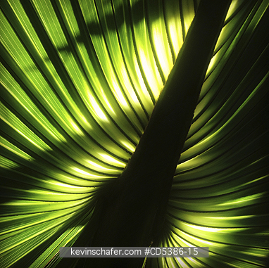 MEXICO, SCENIC: Palm leaves and light, Yucatan Peninsula, Mexico  (Mobile Phone)