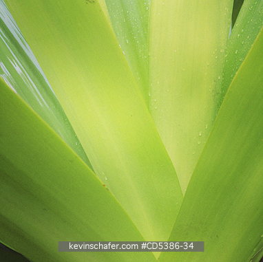 GUYANA, SCENIC: BROMELIAD LEAVES, Kaieteur National Park, Guyana (MOBILE PHONE)
