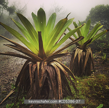 GUYANA, SCENIC: GIANT BROMELIADS IN MIST, Kaieteur Falls, Kaieteur National Park, Guyana (MOBILE PHONE)