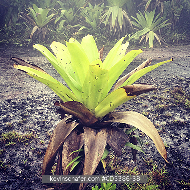 GUYANA, SCENIC: GIANT BROMELIAD, Kaieteur Falls, Kaieteur National Park, Guyana (MOBILE PHONE)