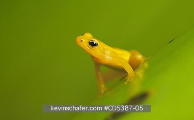 FROG, GOLDEN ROCKET: Golden Rocket Frog (Anomaloglossus beebei), Endemic to giant tank bromeliad plants. Kaieteur Falls, Kaieteur National Park, Guyana