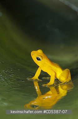 FROG, GOLDEN ROCKET: Golden Rocket Frog (Anomaloglossus beebei), Endemic to giant tank bromeliad plants. Kaieteur Falls, Kaieteur National Park, Guyana