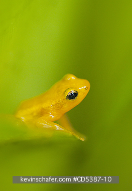 FROG, GOLDEN ROCKET: Golden Rocket Frog (Anomaloglossus beebei), Endemic to giant tank bromeliad plants. Kaieteur Falls, Kaieteur National Park, Guyana