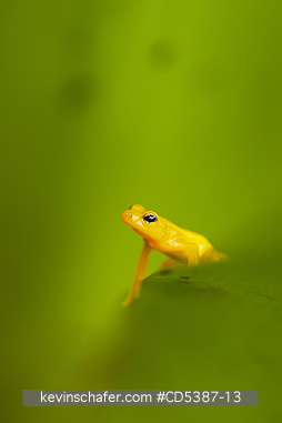 FROG, GOLDEN ROCKET: Golden Rocket Frog (Anomaloglossus beebei), Endemic to giant tank bromeliad plants. Kaieteur Falls, Kaieteur National Park, Guyana