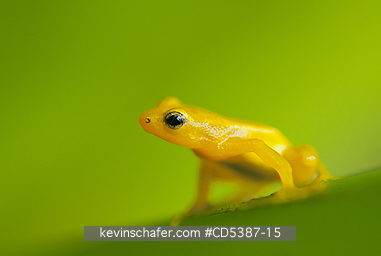 FROG, GOLDEN ROCKET: Golden Rocket Frog (Anomaloglossus beebei), Endemic to giant tank bromeliad plants. Kaieteur Falls, Kaieteur National Park, Guyana