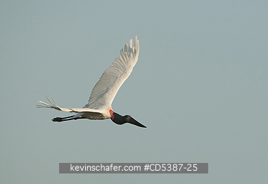 BIRD, JABIRU: Jabiru Stork (Jabiru mycteria) in flight, Rupununi River, Guyana