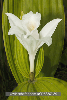 PLANT, ORCHID: Wild Orchid, (Sobralia liliastrum) Kaieteur Falls, Kaieteur National Park, Guyana