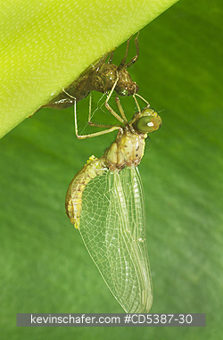 INSECT, DRAGONFLY: Dragonfly emerges from exosekeleton, Kaieteur Falls, Kaieteur National Park, Guyana