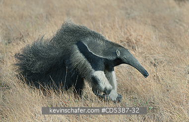 ANTEATER, GIANT: Giant Anteater (Myrmecophaga tridactyla) Rupununi Savannah, Karanambu Ranch, Guyana  WILD