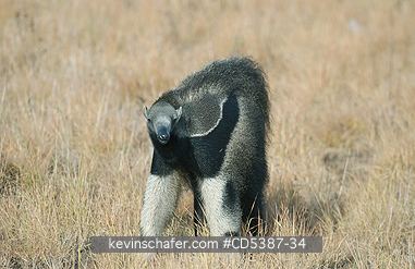 ANTEATER, GIANT: Giant Anteater (Myrmecophaga tridactyla) Rupununi Savannah, Karanambu Ranch, Guyana  WILD