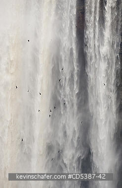 BIRDS, SWIFTS: White-collared Swifts (Streptoprocne zonaris) Kaieteur Falls,  Kaieteur National Park, Guyana