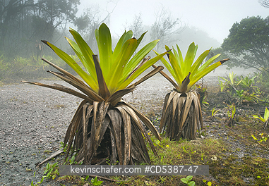 GUYANA, SCENIC: Giant Tank Bromeliads (Brocchinia micrantha) in mist, Kaieteur Falls,  Kaieteur National Park, Guyana