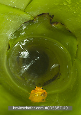 FROG, GOLDEN ROCKET: Golden Rocket Frog (Anomaloglossus beebei), Endemic to giant tank bromeliad plants. Kaieteur Falls, Kaieteur National Park, Guyana