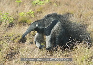 ANTEATER, GIANT: Giant Anteater (Myrmecophaga tridactyla) Rupununi Savannah, Karanambu Ranch, Guyana  WILD