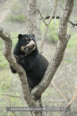 BEAR, SPECTACLED: Spectacled Bear (Tremarctos ornatus) 2-year old female, Chaparri Reserve, Lambayeque Province, Peru