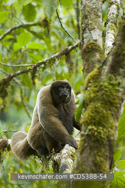 MONKEY, WOOLLY: Humboldt\\\'s or Common Woolly Monkey (Lagothrix lagotricha), Cloud Forest, Manu National Park,  SE Peru