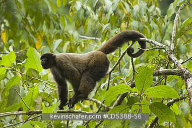 MONKEY, WOOLLY: Humboldt\\\'s or Common Woolly Monkey (Lagothrix lagotricha), Cloud Forest, Manu National Park,  SE Peru