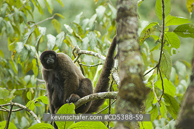 MONKEY, WOOLLY: Humboldt\\\'s or Common Woolly Monkey (Lagothrix lagotricha), Cloud Forest, Manu National Park,  SE Peru