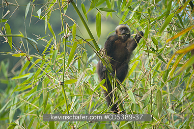 MONKEY, CAPUCHIN: Brown Capuchin Monkey (Cebus apella) Feeding on Bamboo, Manu National Park,   Southeast Peru