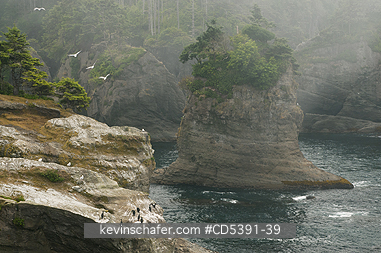 WASHINGTON, SCENIC: Fog at Cape Flattery, NW tip of USA,  Olympic Peninsula, Washington