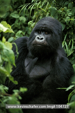 GORILLA, MOUNTAIN: (Gorilla berengei)  Rwanda, Virunga Volcanos, Silverback male gorilla.