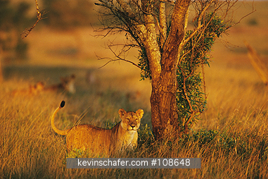 LION, AFRICAN: (Panthera leo)  Kenya, Masai Mara Reserve, Pride of lions moving at dusk.