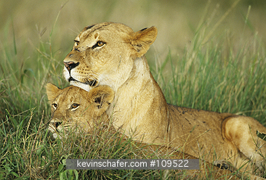 LIONS, AFRICAN: (Panthera leo)  Kenya, Masai Mara Reserve, Adult female lion with cub.
