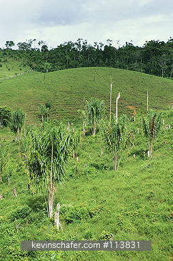 BRAZIL: Brazil, Bahia State, deforestation of Atlantic Forest, Una area, Piacaba palm (Attalea funifera), native.