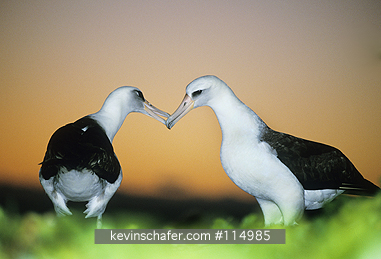 ALBATROSS, LAYSAN: Laysan Albatross (Phoebastria immutabilis) Midway Atoll, NW Hawaiian Islands, Courtship dance, Sunset