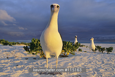 ALBATROSS, LAYSAN: Laysan Albatross (Phoebastria immutabilis) Midway Atoll,  NW Hawaiian Islands  DAWN