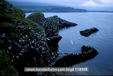 ICELAND: Iceland, Snaefellsnes Peninsula, Kittiwakes nest on remote cliffs.