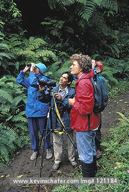 COSTA RICA: Costa Rica, Monteverde Cloud Forest, Guide leads tourists through reserve.