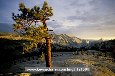 CALIFORNIA: USA , California, Sierra Nevada, Yosemite National Park, Jeffrey Pine above Olmstead Point, Tuolumne Road.