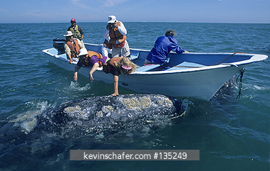 MEXICO: Mexico, Baja California, San Ignacio Lagoon, Tourists with friendly whales.