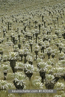 ECUADOR: Ecuador, Andes Mountains, El Angel Nature Reserve at 3300 meters, Frailejones (Espeletia hartwegiana).