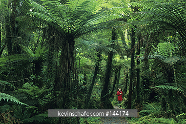 NEW ZEALAND, SCENIC: South Island, Westland National Park, native tree fern forest below Fox Glacier, *MR*.
