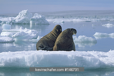 WALRUS, ATLANTIC: (Odebenus rosmarus rosmarus) Spitsbergen, Norwegian Arctic, July.