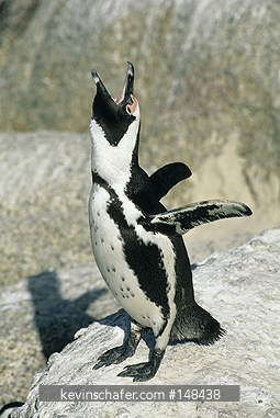 PENGUIN, AFRICAN: (Spheniscus demersus) Ecstatic call, Cape Peninsula, South Africa, wild.
