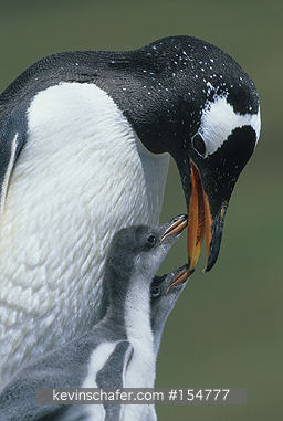 PENGUIN, GENTOO: (Pygoscelis papua) adult penguin with young, Falkland Islands.