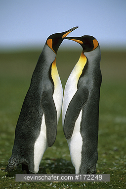 PENGUIN, KING: (Aptenodytes patagonicus)  Falkland Islands, Volunteer Point, Two king penguins.